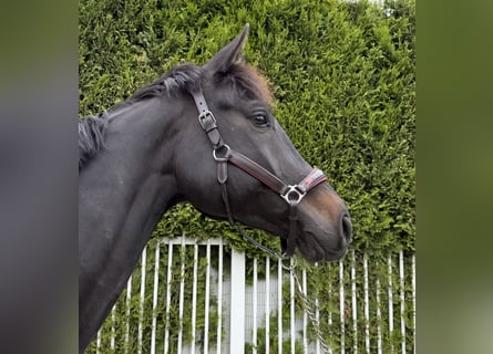 Hanovrien, Hongre, 7 Ans, 170 cm, Noir