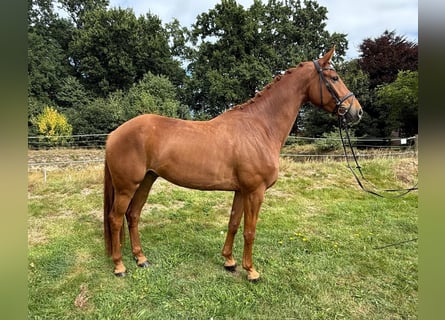 Hanovrien, Hongre, 7 Ans, 171 cm, Alezan