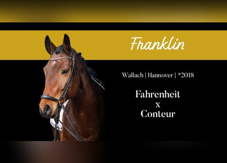 Hanovrien, Hongre, 7 Ans, 172 cm, Bai