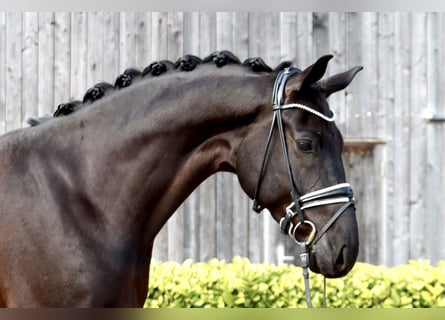 Hanovrien, Hongre, 7 Ans, 172 cm, Noir