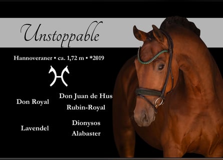Hanovrien, Hongre, 7 Ans, 173 cm, Bai