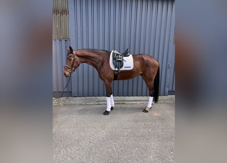 Hanovrien, Hongre, 7 Ans, 174 cm, Bai