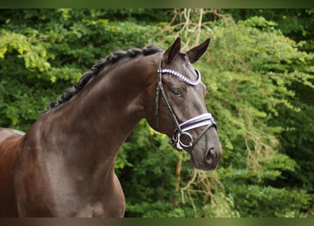 Hanovrien, Hongre, 7 Ans, 175 cm, Noir