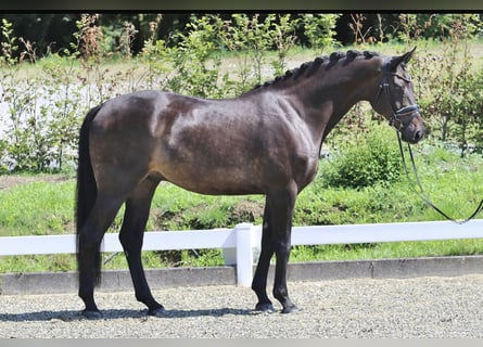 Hanovrien, Hongre, 7 Ans, 178 cm, Bai brun foncé