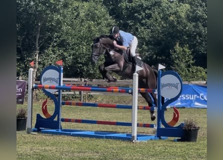 Hanovrien, Hongre, 7 Ans, 178 cm, Bai brun foncé