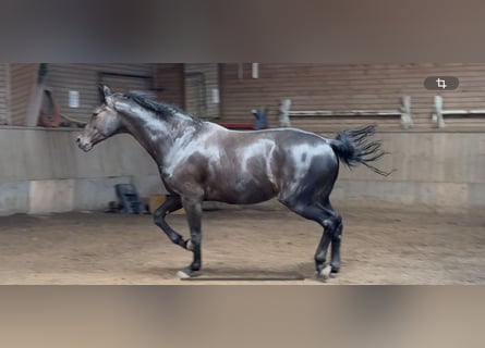 Hanovrien, Hongre, 7 Ans, 178 cm, Noir