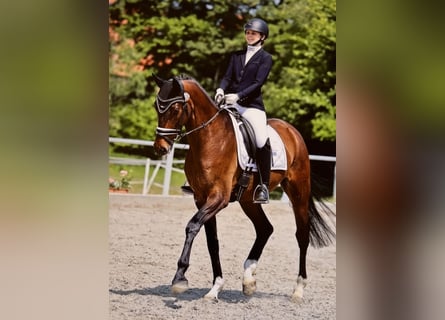 Hanovrien, Hongre, 7 Ans, Bai