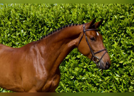 Hanovrien, Hongre, 7 Ans, Bai
