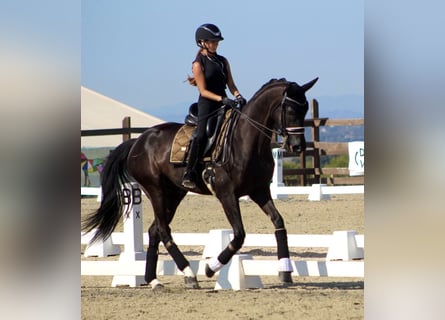 Hanovrien, Hongre, 8 Ans, 167 cm, Noir