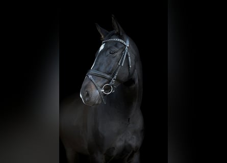 Hanovrien, Hongre, 8 Ans, 168 cm, Bai brun foncé
