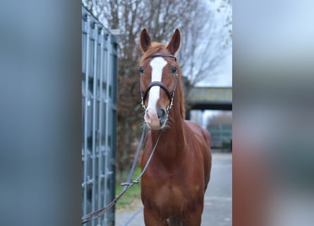 Hanovrien, Hongre, 8 Ans, 170 cm, Alezan