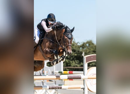 Hanovrien, Hongre, 8 Ans, 173 cm, Bai brun