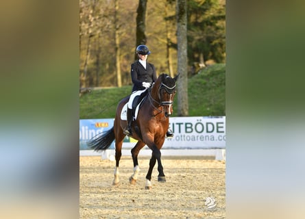Hanovrien, Hongre, 8 Ans, 174 cm, Bai