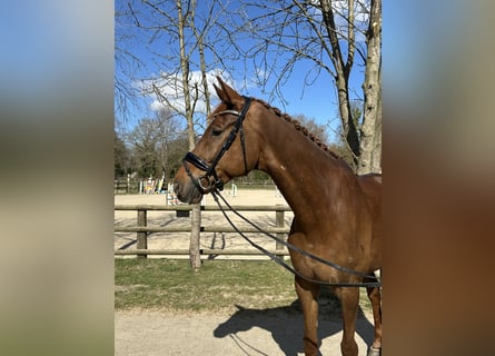 Hanovrien, Hongre, 8 Ans, 180 cm, Alezan brûlé