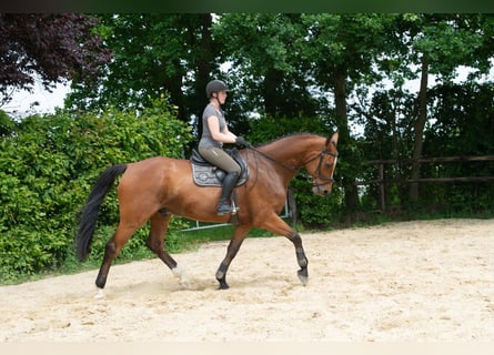 Hanovrien, Hongre, 8 Ans, 182 cm, Bai