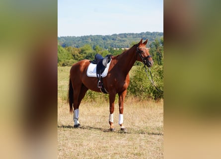 Hanovrien, Hongre, 8 Ans, Alezan