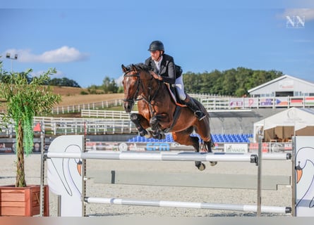 Hanovrien, Hongre, 9 Ans, 168 cm, Bai brun