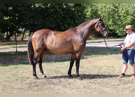 Hanovrien, Hongre, 9 Ans, 168 cm, Bai brun