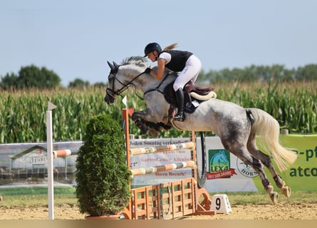 Hanovrien, Hongre, 9 Ans, 168 cm, Gris