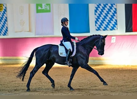 Hanovrien, Hongre, 9 Ans, 171 cm