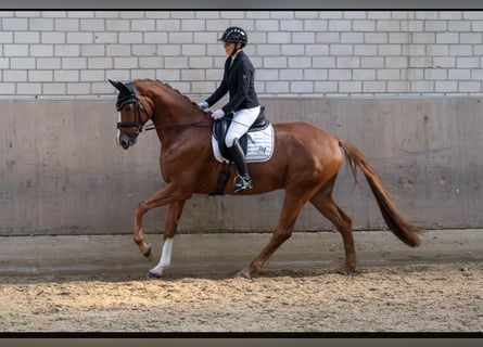 Hanovrien, Hongre, 9 Ans, 172 cm, Alezan