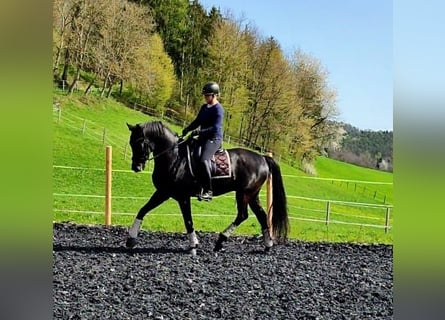 Hanovrien, Hongre, 9 Ans, 172 cm, Noir