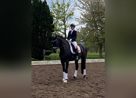 Hanovrien, Hongre, 9 Ans, 175 cm, Bai brun foncé