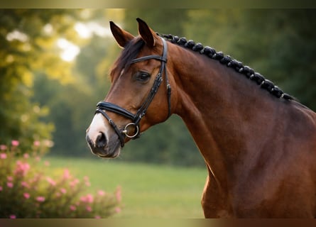 Hanovrien, Hongre, 9 Ans, 175 cm, Bai