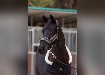 Hanovrien, Hongre, 9 Ans, 176 cm, Noir