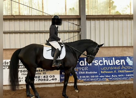 Hanovrien, Hongre, 9 Ans, 178 cm, Noir