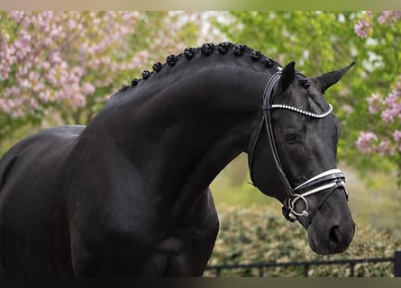Hanovrien, Hongre, 9 Ans, Noir