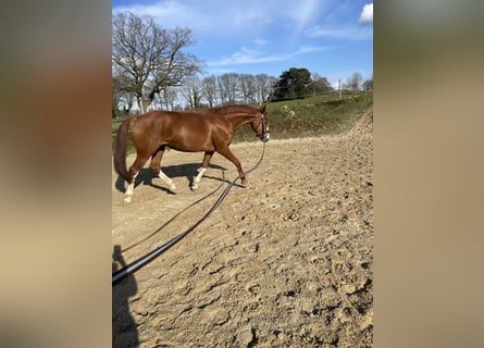 Hanovrien, Jument, 10 Ans, 161 cm, Alezan