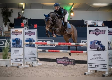 Hanovrien, Jument, 10 Ans, 162 cm, Bai