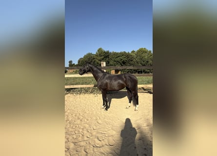 Hanovrien, Jument, 10 Ans, 162 cm, Noir