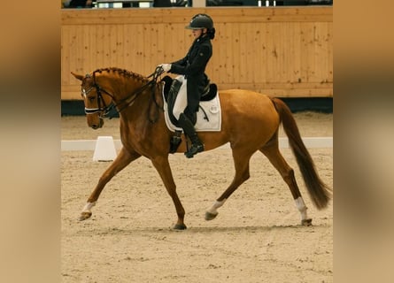 Hanovrien, Jument, 10 Ans, 166 cm, Alezan brûlé