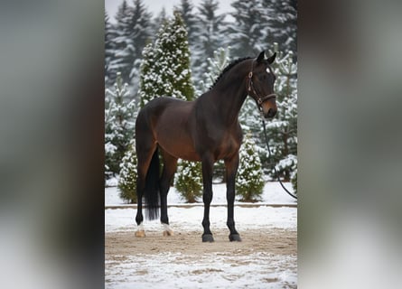 Hanovrien, Jument, 10 Ans, 167 cm, Bai