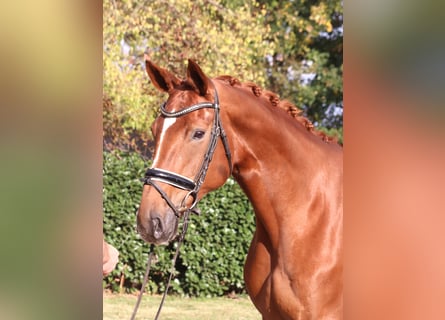 Hanovrien, Jument, 10 Ans, 168 cm, Alezan