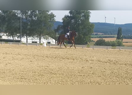 Hanovrien, Jument, 10 Ans, 168 cm, Alezan