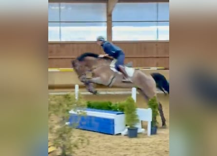 Hanovrien, Jument, 10 Ans, 173 cm, Bai