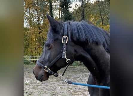 Hanovrien, Jument, 10 Ans, Bai brun foncé