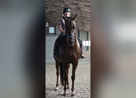 Hanovrien, Jument, 11 Ans, 165 cm, Alezan brûlé