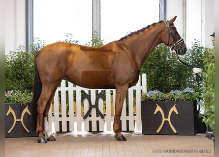 Hanovrien, Jument, 11 Ans, 165 cm, Alezan