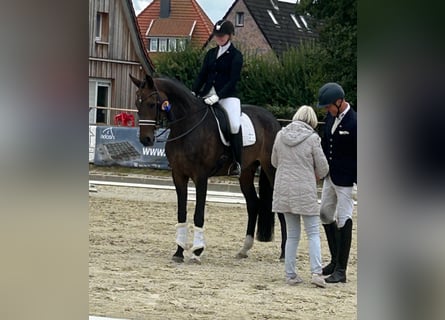 Hanovrien, Jument, 11 Ans, 170 cm, Bai brun