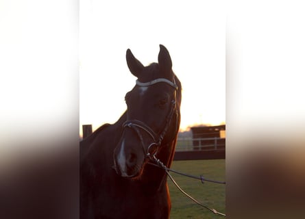 Hanovrien, Jument, 11 Ans, 174 cm, Noir