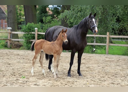 Hanovrien, Jument, 12 Ans, 162 cm, Noir