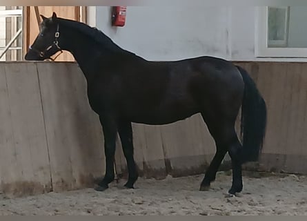 Hanovrien, Jument, 12 Ans, 167 cm, Noir