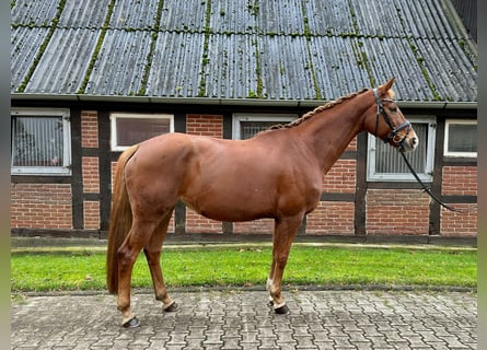 Hanovrien, Jument, 12 Ans, 168 cm, Alezan brûlé
