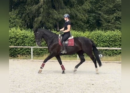 Hanovrien, Jument, 12 Ans, 170 cm