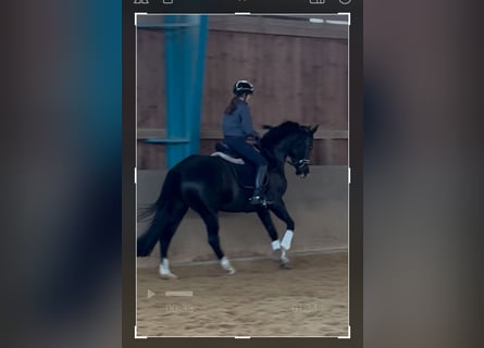 Hanovrien, Jument, 13 Ans, 166 cm, Noir