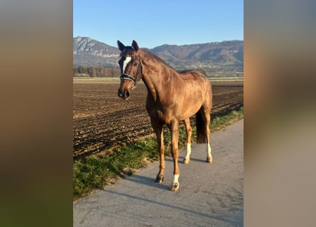 Hanovrien, Jument, 13 Ans, 167 cm, Alezan brûlé